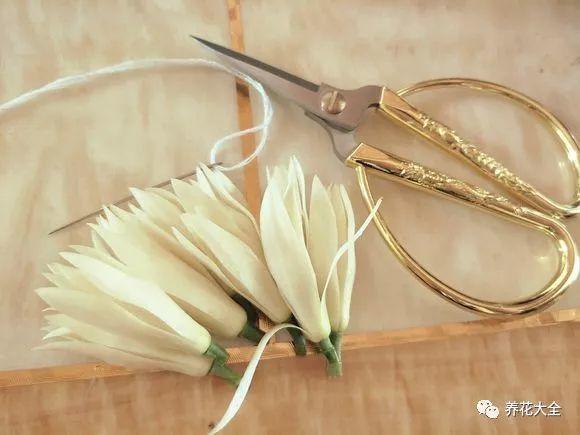 白蘭花什么時(shí)候開(kāi)花，地栽白蘭花過(guò)冬?