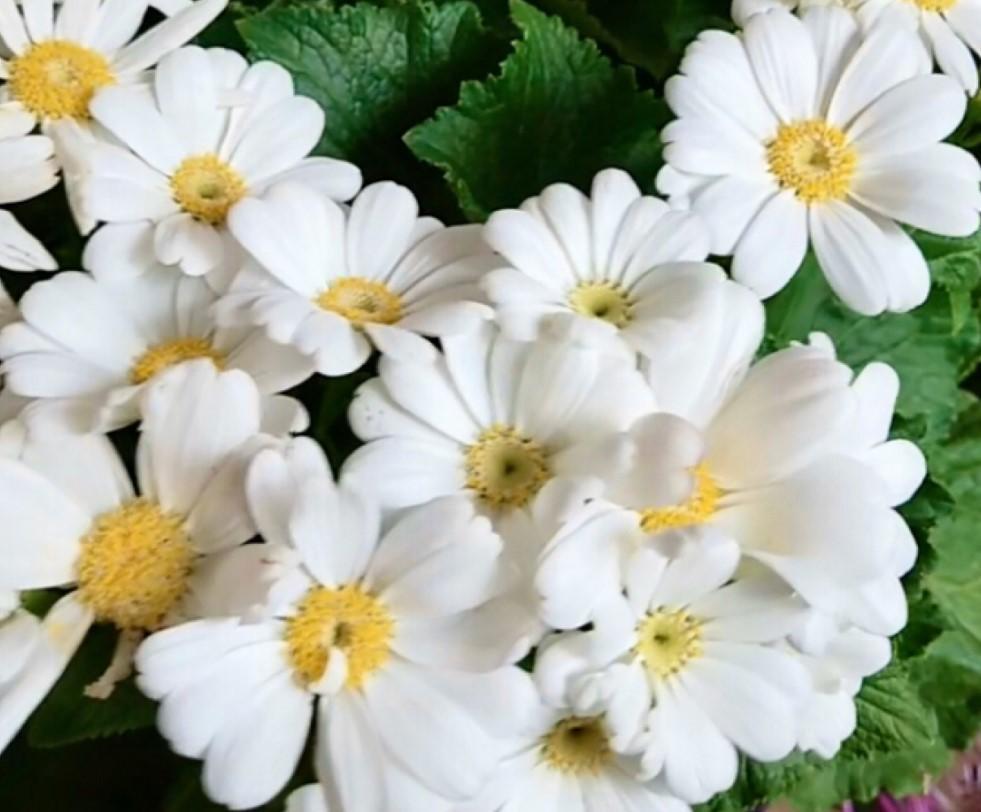 瓜葉菊什么時(shí)候開(kāi)花，瓜葉菊一年能開(kāi)幾次花?