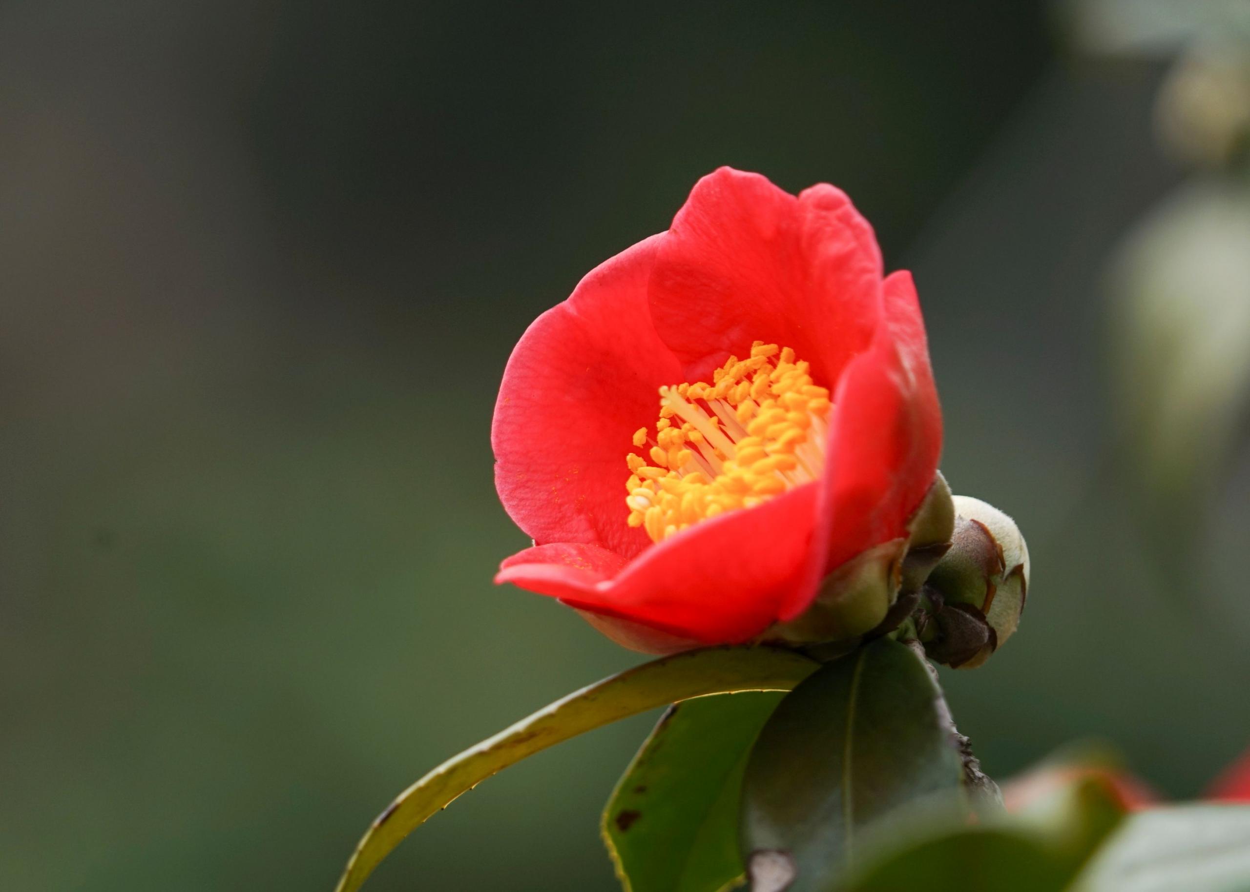 桂花是哪個(gè)城市的市花，開(kāi)花季節，桂花是哪個(gè)季節開(kāi)花?