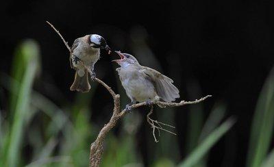 白頭翁的繁殖方法，白頭翁怎么分公母?