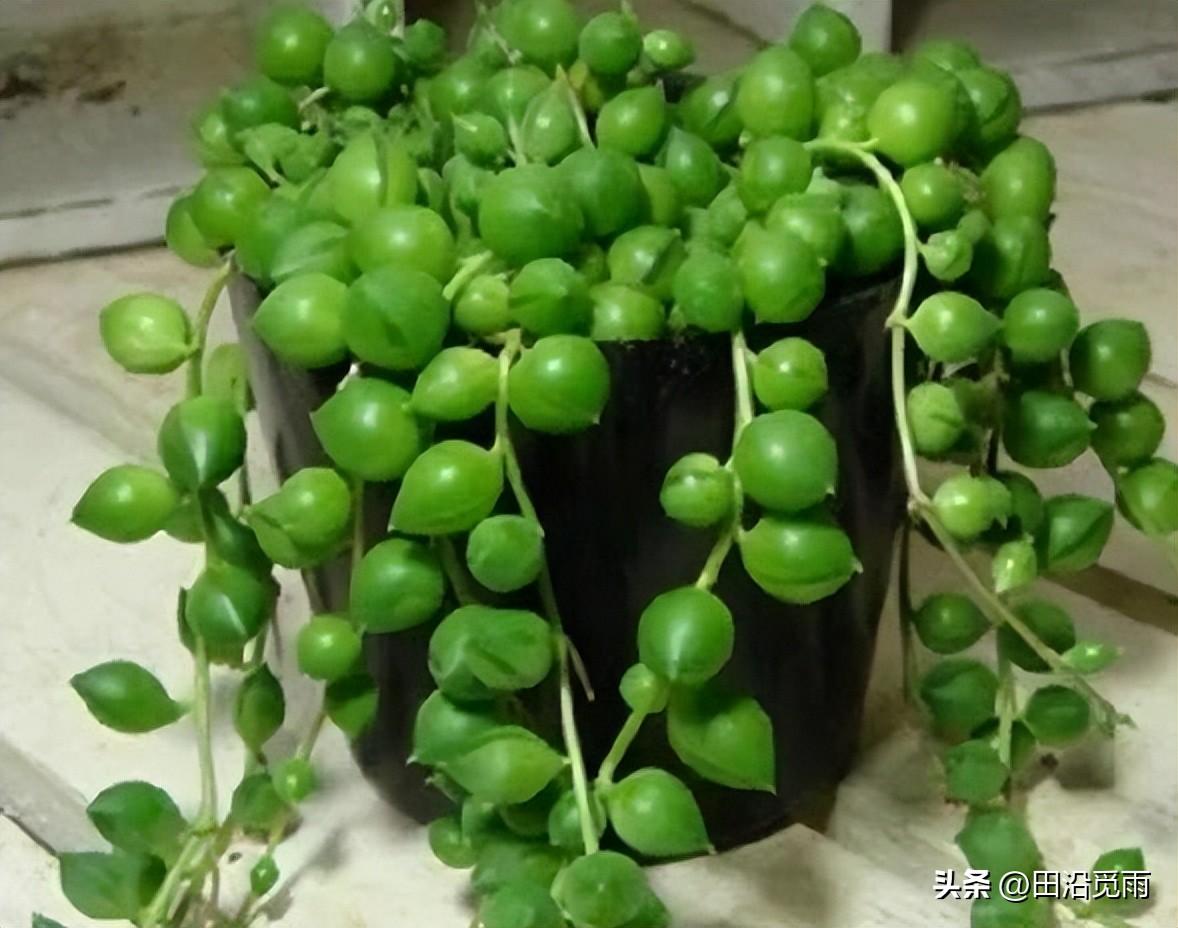 魚(yú)嘴吊蘭怎么養殖方法，怎么施肥，小嘴魚(yú)能養殖嗎?