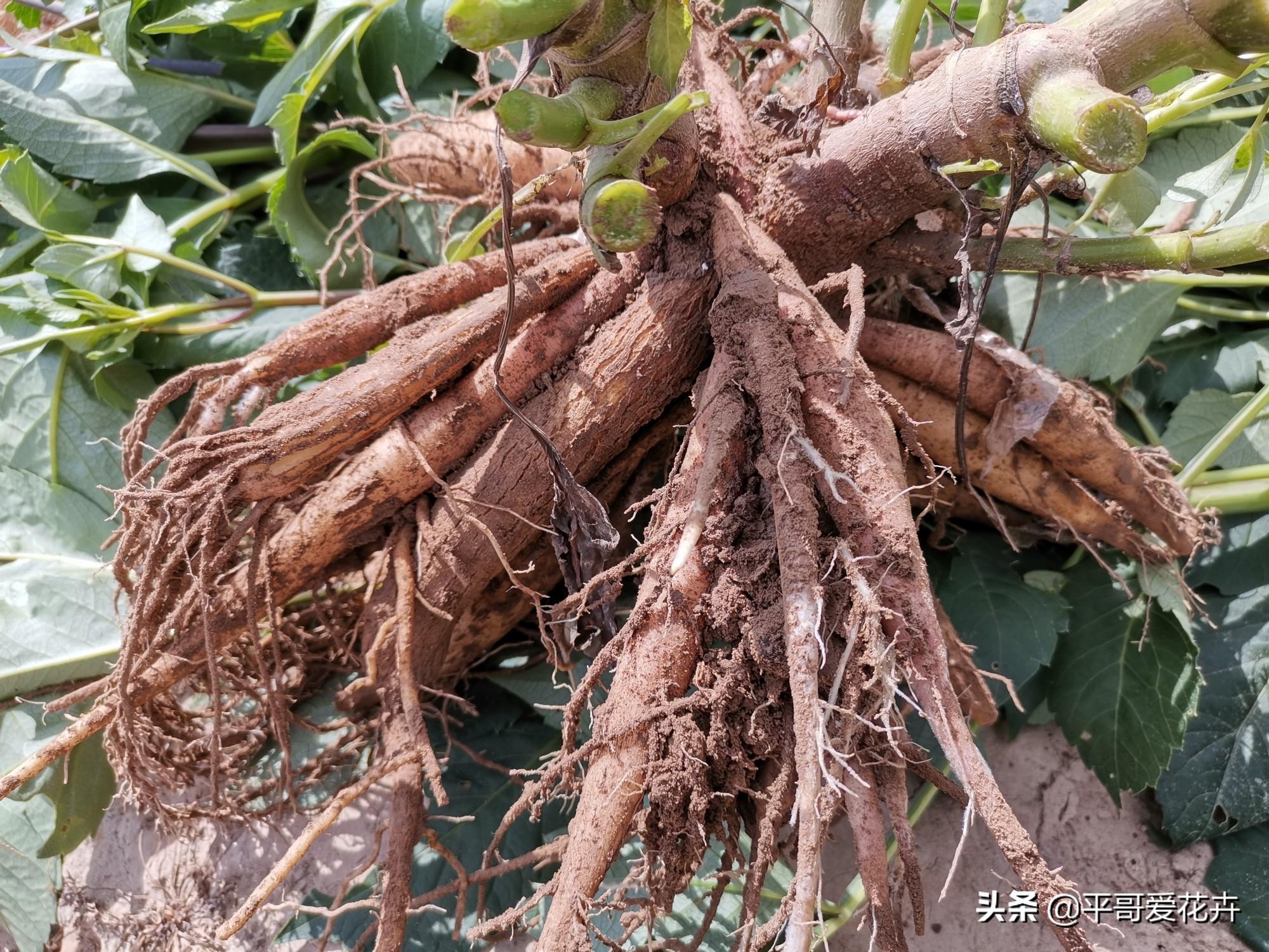 大麗花怎么過(guò)冬，冬天用挖出來(lái)嗎，大麗花能活幾年?