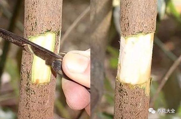 茶梅怎么扦插，茶梅扦插生根最快方法?