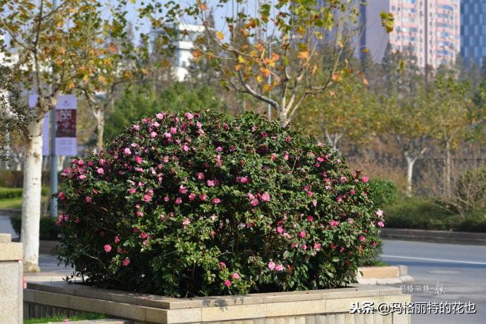 如何使茶梅在圣誕開(kāi)花，茶梅開(kāi)白花怎么辦?