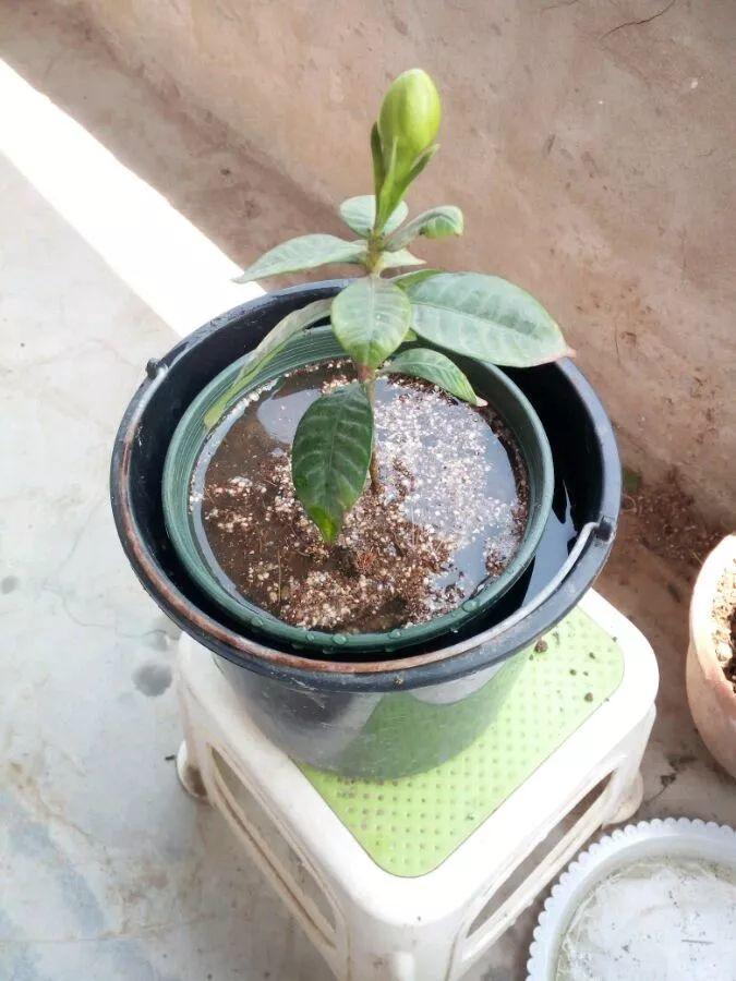 茶花壓條多久生根，空中壓條繁殖技術(shù)，臘梅壓條繁殖時(shí)間?