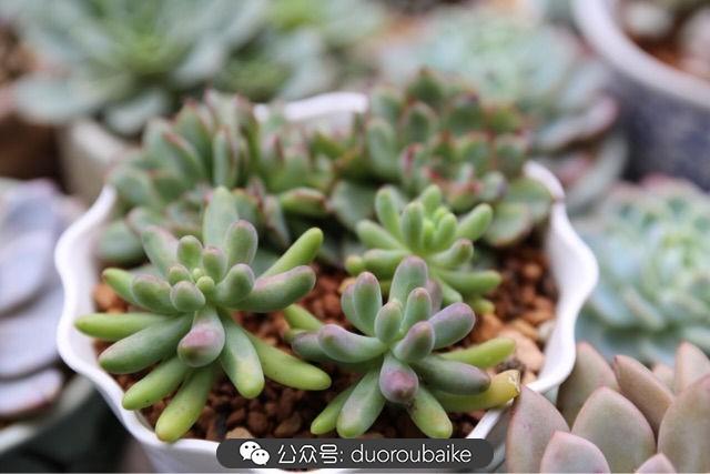 多肉白鳥(niǎo)怎么施肥，白鳥(niǎo)多肉爆盆?
