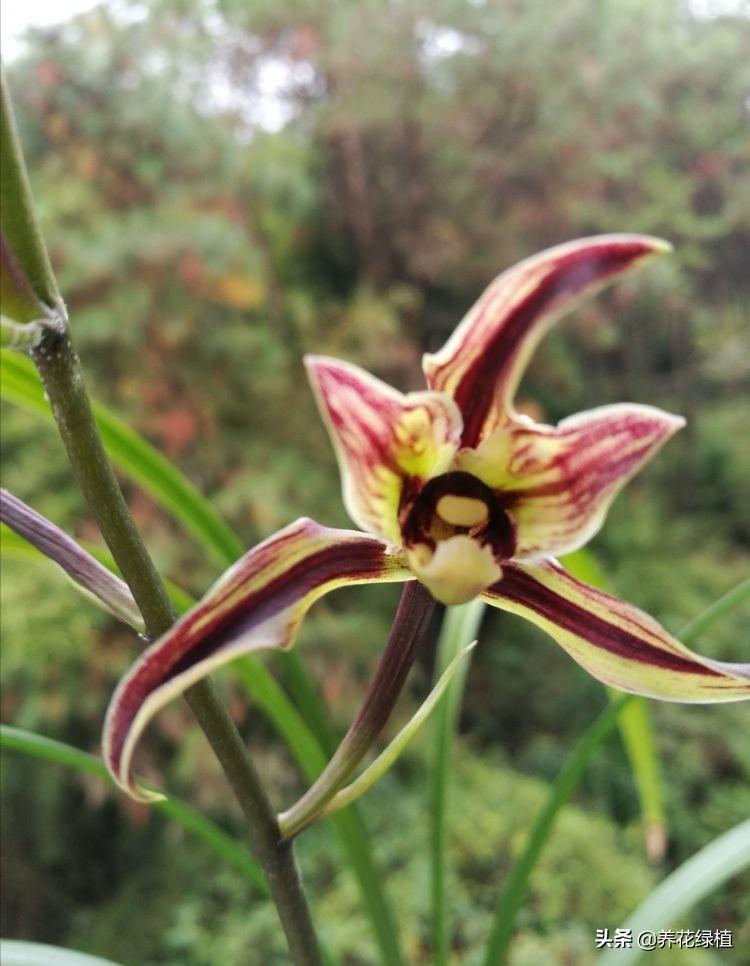 寒蘭開(kāi)花養護，寒蘭幾月開(kāi)花?