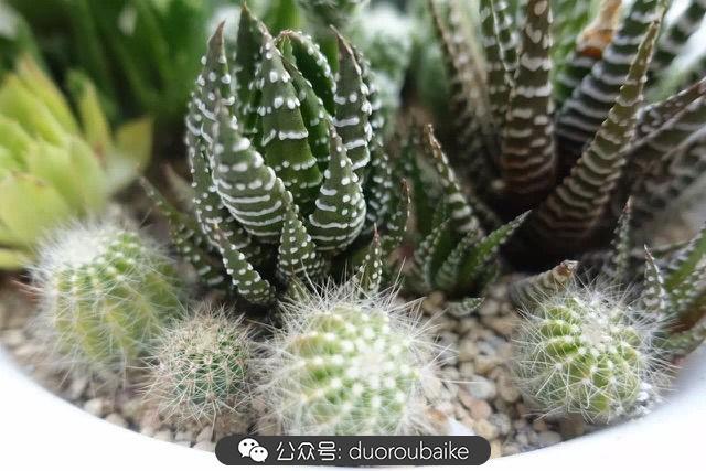 多肉白鳥(niǎo)怎么施肥，白鳥(niǎo)多肉爆盆?