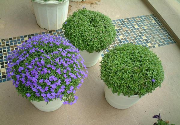 百萬(wàn)小鈴的扦插方法，小木槿扦插多久生根?