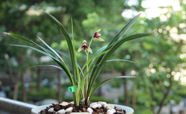 春蘭怎么施肥，春蘭施什么肥比較好?