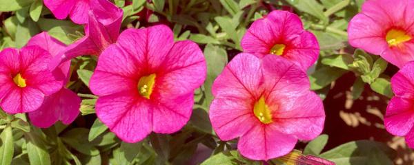 百萬(wàn)小鈴怎么過(guò)冬，下面葉子枯萎怎么辦，百萬(wàn)小鈴葉子干枯是什么原因?