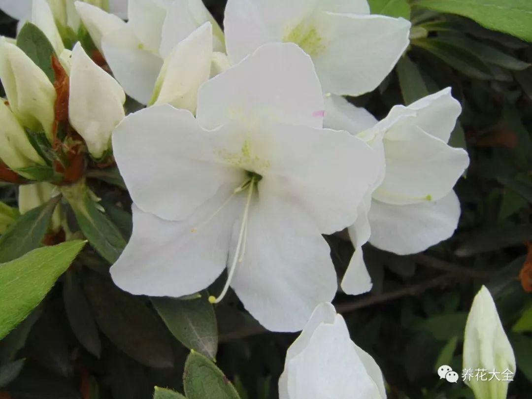 怎么讓杜鵑花開(kāi)花，開(kāi)花前用什么肥，什么肥能讓花卉快速生長(cháng)?