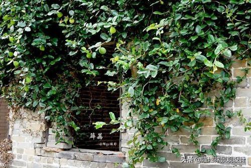 長(cháng)春蔓開(kāi)花嗎，長(cháng)春蔓和常春藤一樣嗎?