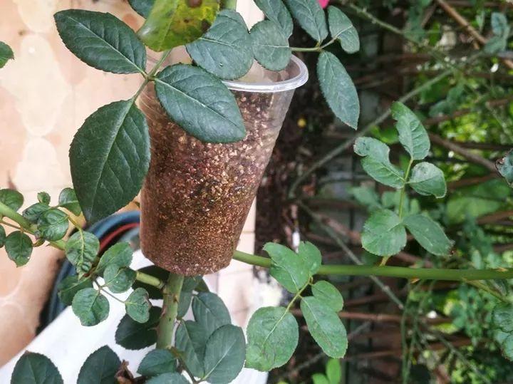 茶花壓條多久生根，空中壓條繁殖技術(shù)，臘梅壓條繁殖時(shí)間?