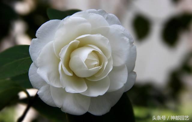 如何使茶梅在元旦開(kāi)花，茶梅開(kāi)白花怎么辦?