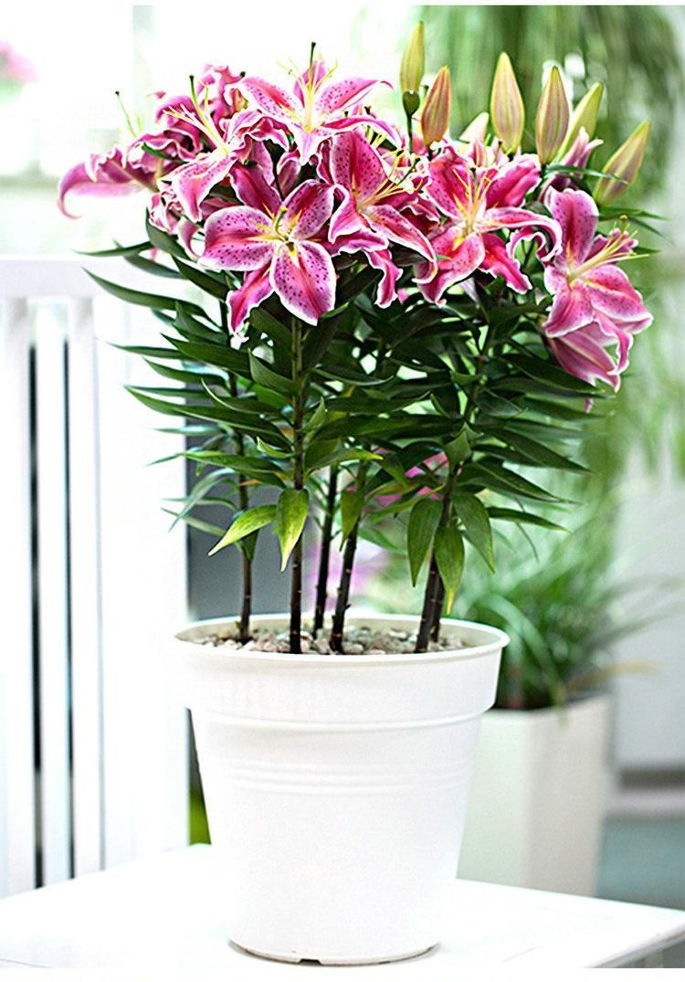 百合花長(cháng)太高怎么處理，百合徒長(cháng)能導致不開(kāi)花嗎，百合打頂圖解?