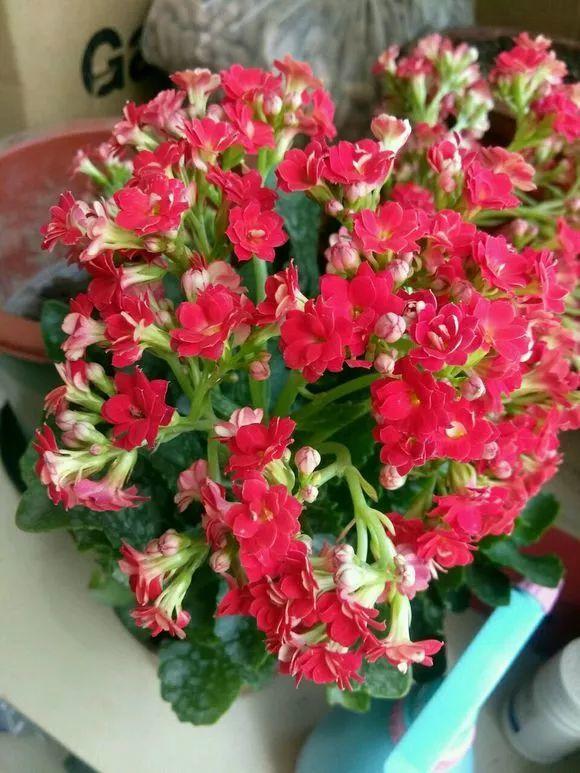 長(cháng)壽花花謝后如何修剪，怎么處理，杜鵑花花謝后怎樣修剪?