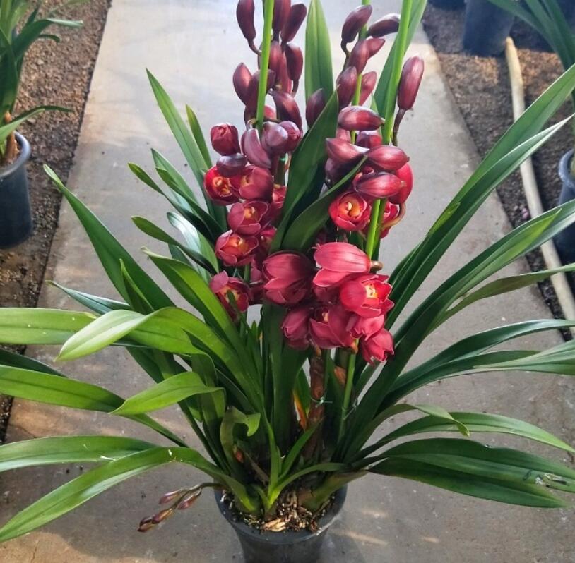 大花蕙蘭掉花苞怎么辦，有花苞了怎么澆水，大花蕙蘭有花苞了怎么澆水?