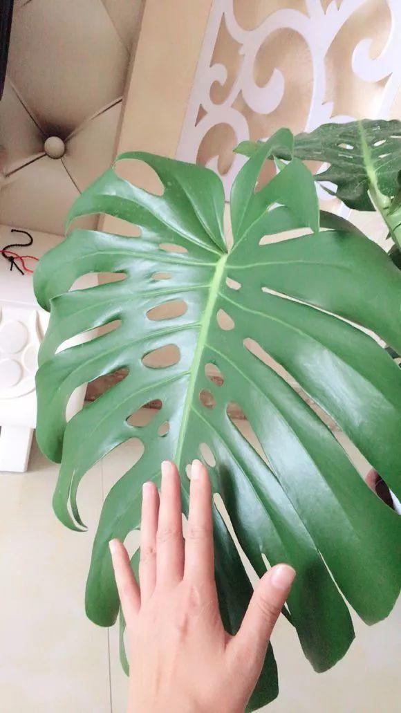 長(cháng)壽花施肥方法，用什么肥好，長(cháng)壽花用什么肥好什么時(shí)候施肥合適?