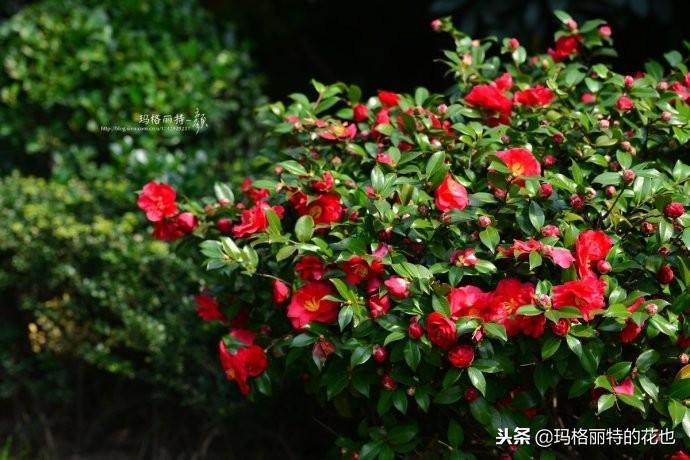 如何使茶梅在圣誕開(kāi)花，茶梅開(kāi)白花怎么辦?