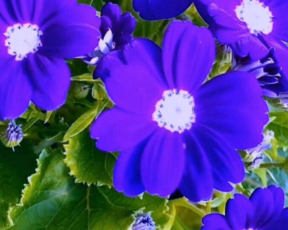 瓜葉菊什么時(shí)候開(kāi)花，瓜葉菊一年能開(kāi)幾次花?