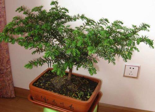 紅豆杉盆景修剪方法，紅豆杉怎么修剪樹(shù)形?