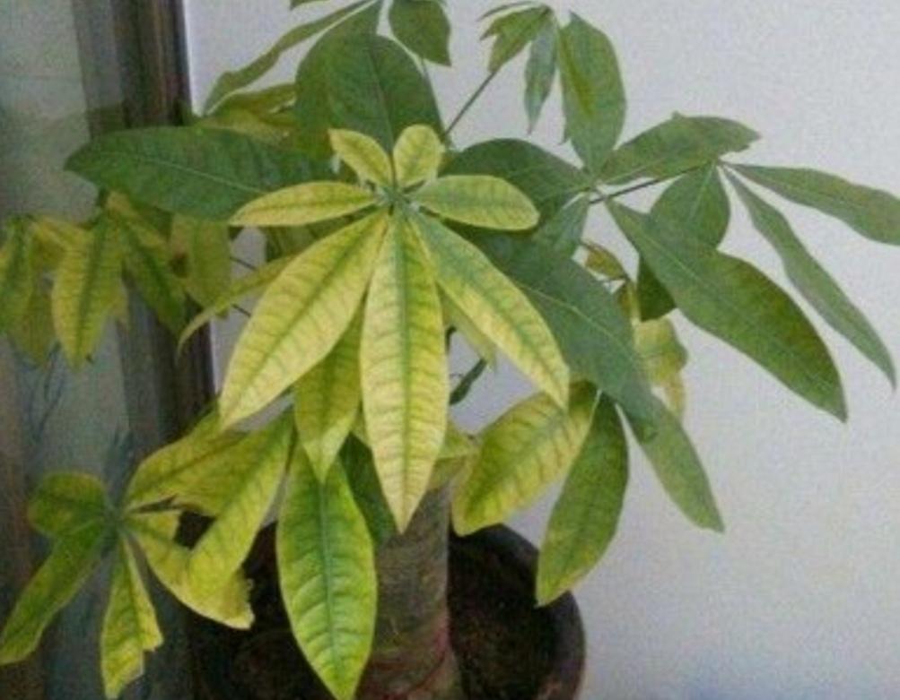 發(fā)財樹(shù)怎么過(guò)冬，葉子發(fā)黃是怎么回事，發(fā)財樹(shù)葉子發(fā)黃怎么救?