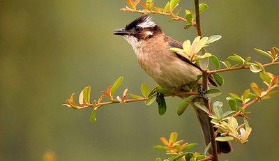 白頭翁的繁殖方法，白頭翁怎么分公母?