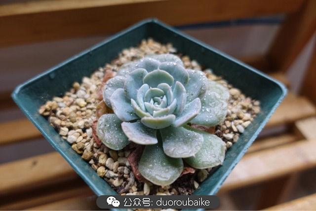 多肉白鳥(niǎo)怎么施肥，白鳥(niǎo)多肉爆盆?