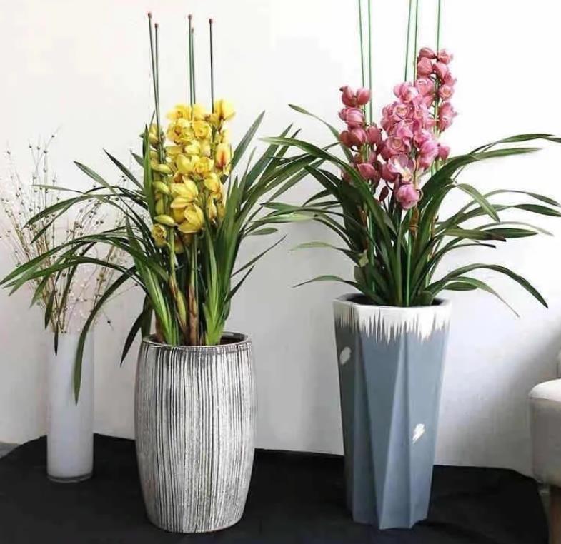 大花蕙蘭花期怎么養，開(kāi)花時(shí)能施肥嗎，大花蕙蘭施肥方法?