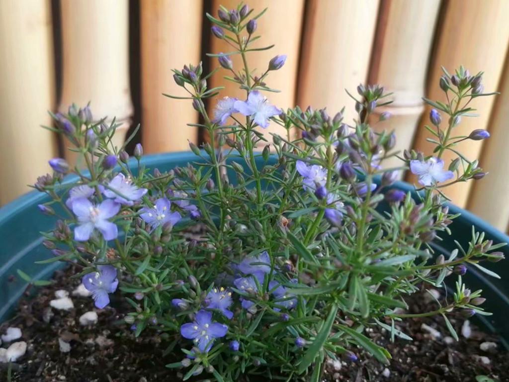 地膚開(kāi)花嗎，常年爆盆的花?