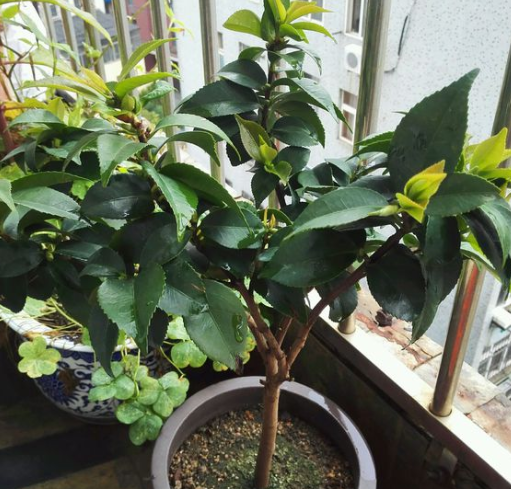 茶花繁殖方法，茶花如何繁殖，茶花繁殖方法和時(shí)間?