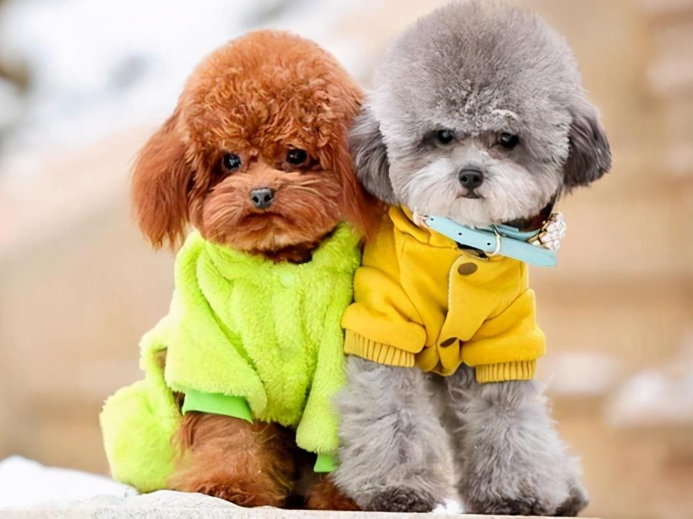 泰迪怕冷還是怕熱(泰迪夏天怎么過(guò))