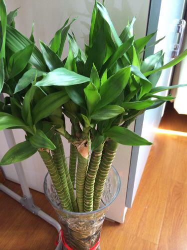 土養富貴竹長(cháng)得太高了怎么辦，土養富貴竹怎么修剪，水培富貴竹可以土養嗎?