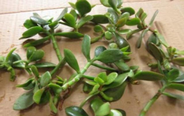 八寶景天怎么繁殖，八寶景天扦插視頻?