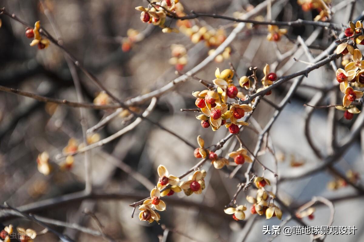 長(cháng)春蔓開(kāi)花嗎，長(cháng)春蔓和常春藤一樣嗎?