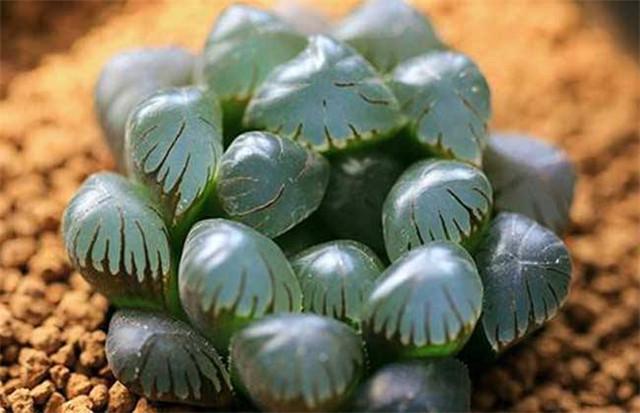 冰燈玉露怎么澆水，多肉冰燈玉露怎么養?