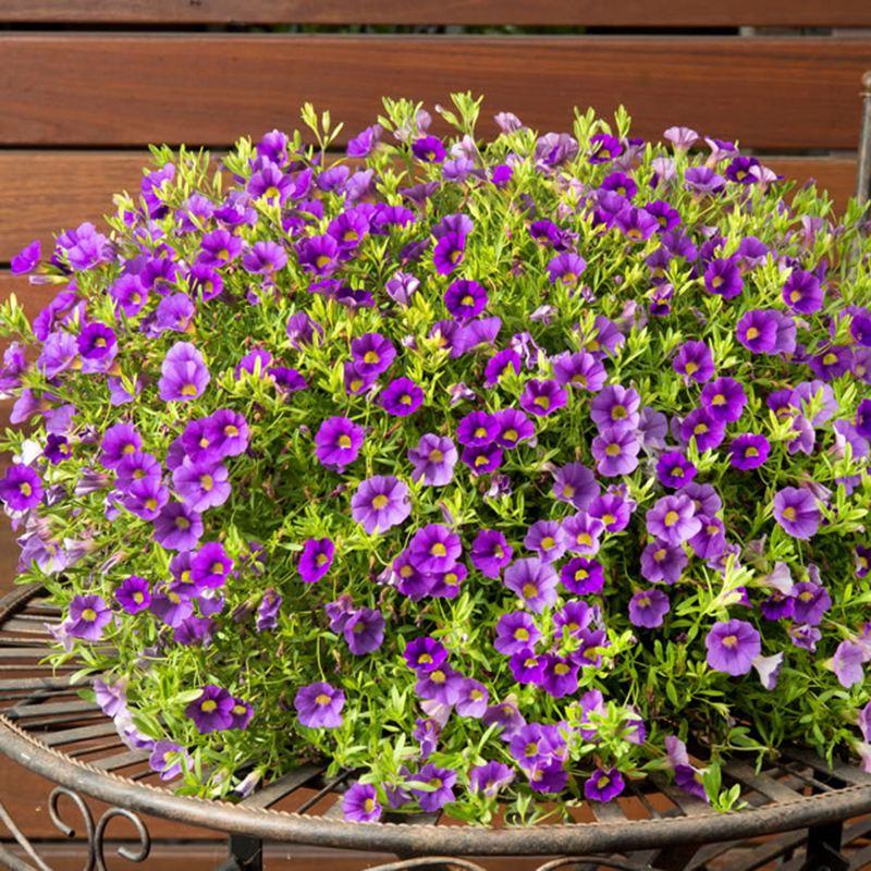 百萬(wàn)小鈴什么時(shí)候開(kāi)花，小木槿要多大花盆栽?