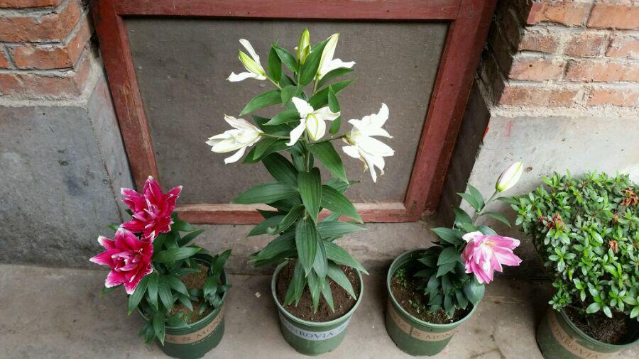 百合換盆后枯萎了的原因，怎么解決，茶花換盆后掉葉怎么辦?