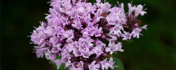 百里香的繁殖方法，百里香水培生根?