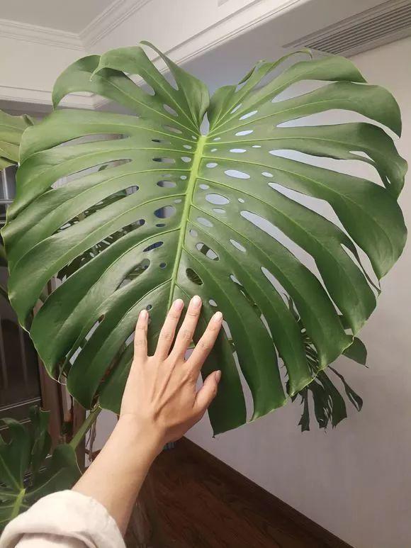 長(cháng)壽花施肥方法，用什么肥好，長(cháng)壽花用什么肥好什么時(shí)候施肥合適?