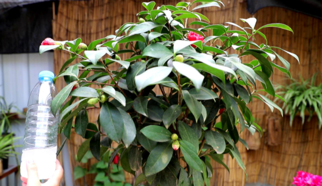 怎么讓茶花提前開(kāi)花，怎么延長(cháng)花期，怎樣讓茶花花苞快些開(kāi)花?