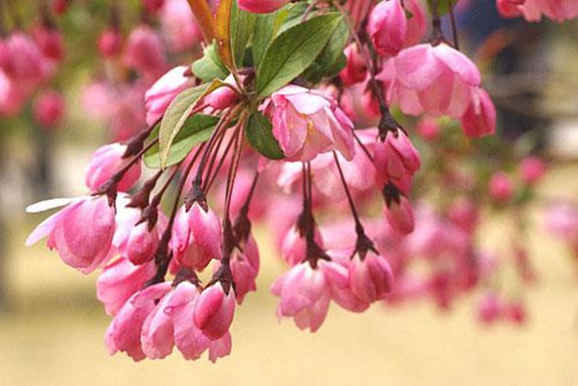 怎么讓垂枝海棠二次開(kāi)花，皇家美人垂枝海棠?