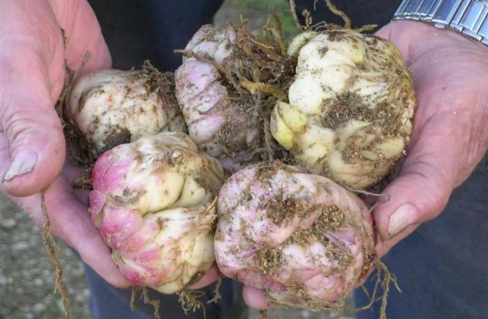 百合施肥方法，用什么肥好，發(fā)酵好的雞糞怎么施肥?