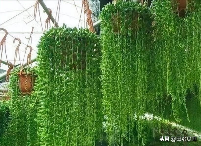 魚(yú)嘴吊蘭怎么養殖方法，怎么施肥，小嘴魚(yú)能養殖嗎?