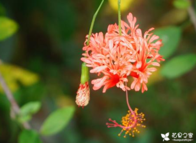 吊燈扶桑怎么換盆，扶桑什么時(shí)候換盆?