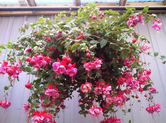 百萬(wàn)小鈴的扦插方法，小木槿扦插多久生根?