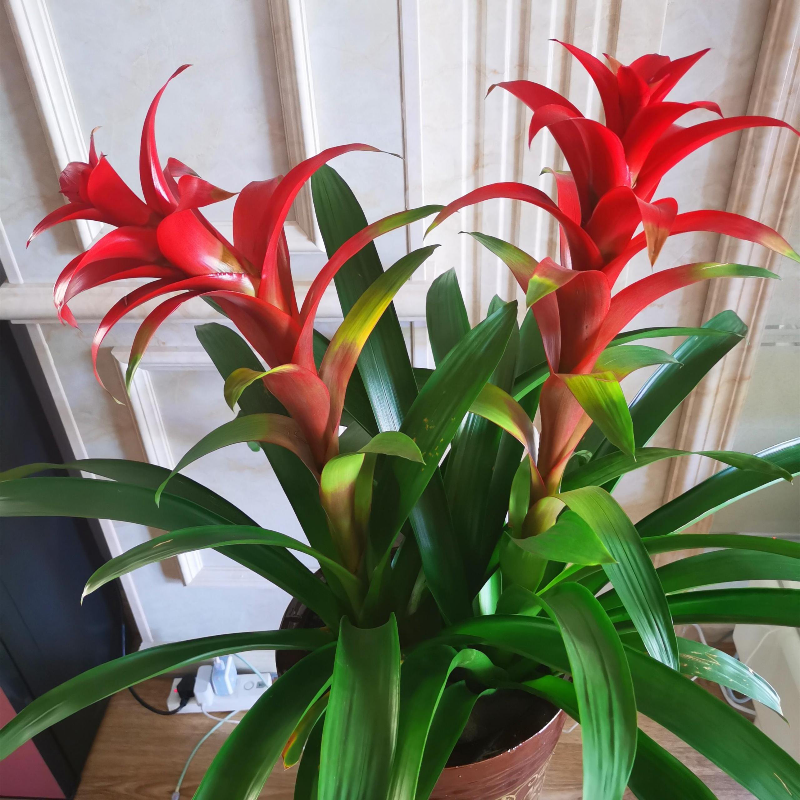 鴻運當頭怎么修剪，鴻運當頭用什么肥料最好?