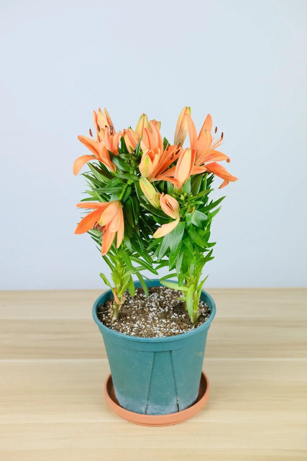 百合施肥方法，用什么肥好，發(fā)酵好的雞糞怎么施肥?