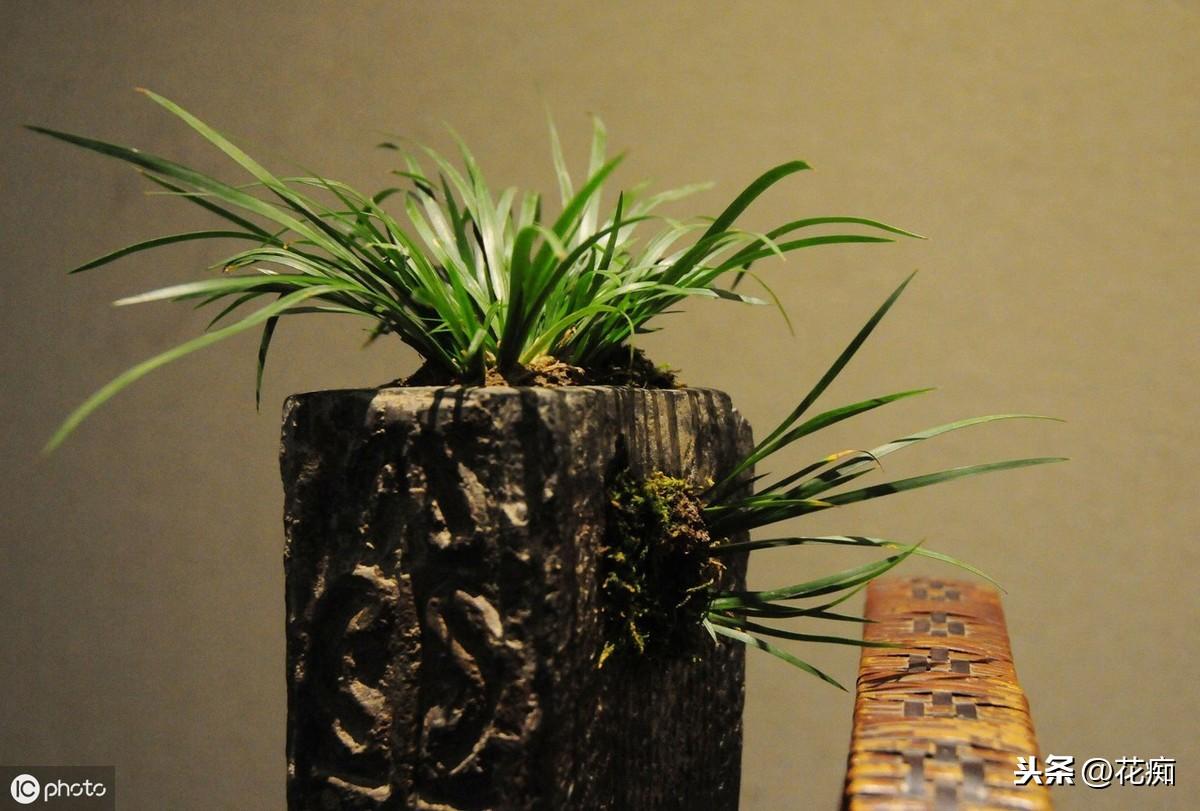 菖蒲盆景怎么過(guò)冬?，新手如何養菖蒲?